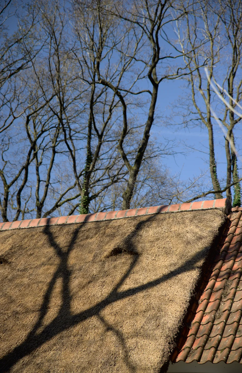 Rieten dak met schaduwen van bomen, blauwe lucht.