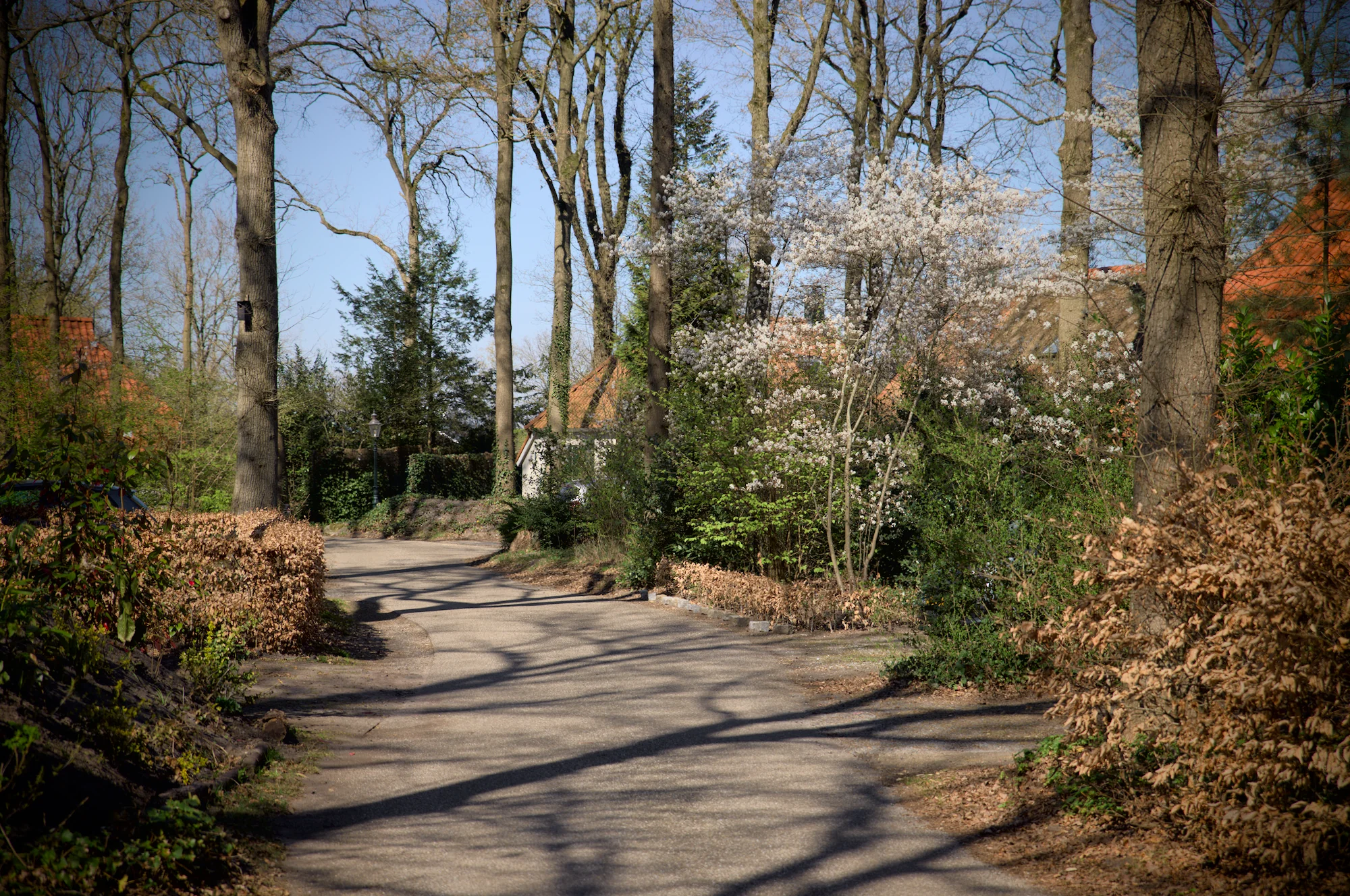 Bosweg met bloeiende bomen en struiken in de lente.