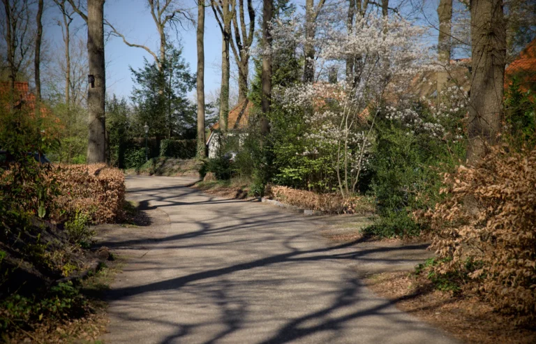 Bosweg met bomen en bloeiende struiken in de lente.