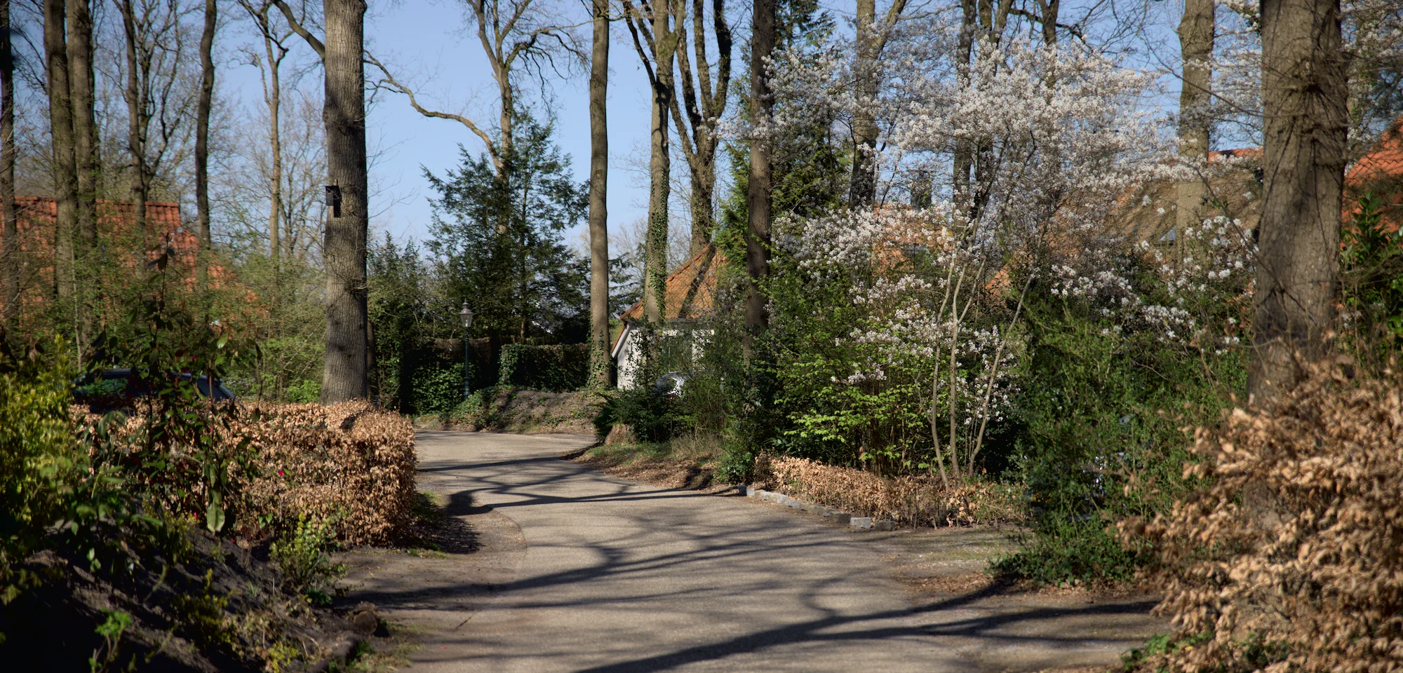 Zonnige bosweg met bloeiende struiken en bomen.