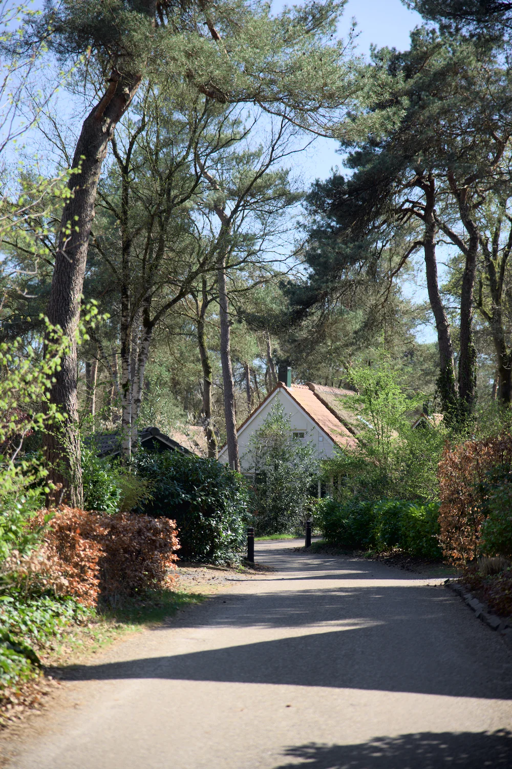 Huis in bosrijke omgeving met bomen en pad.