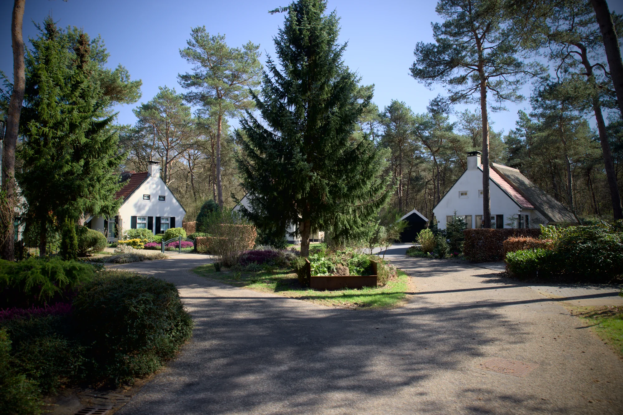 Witte huisjes tussen hoge bomen in een bos.