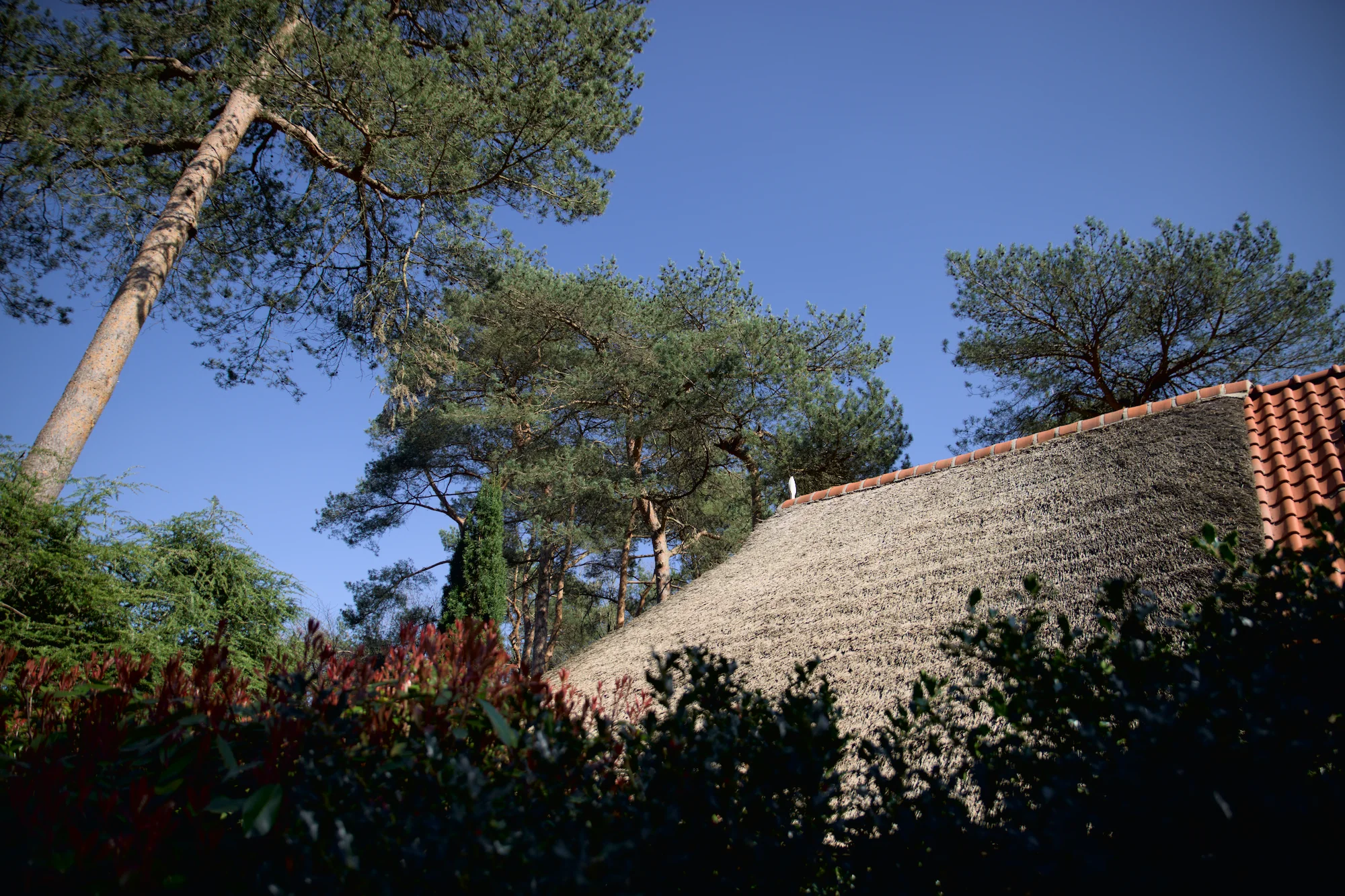 Rieten dak huis tussen hoge bomen en struiken