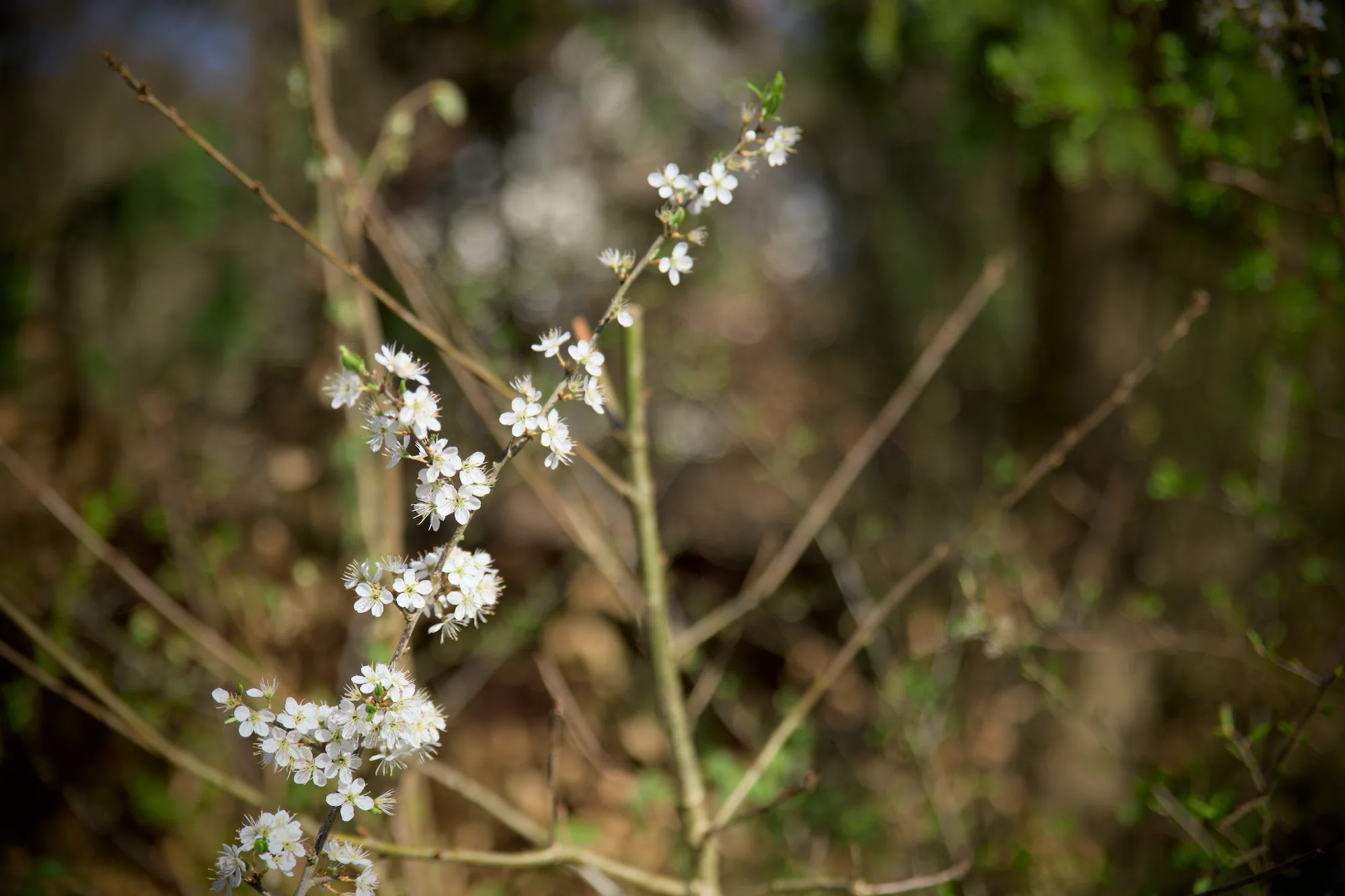 Takken met bloeiende witte bloemen in de natuur