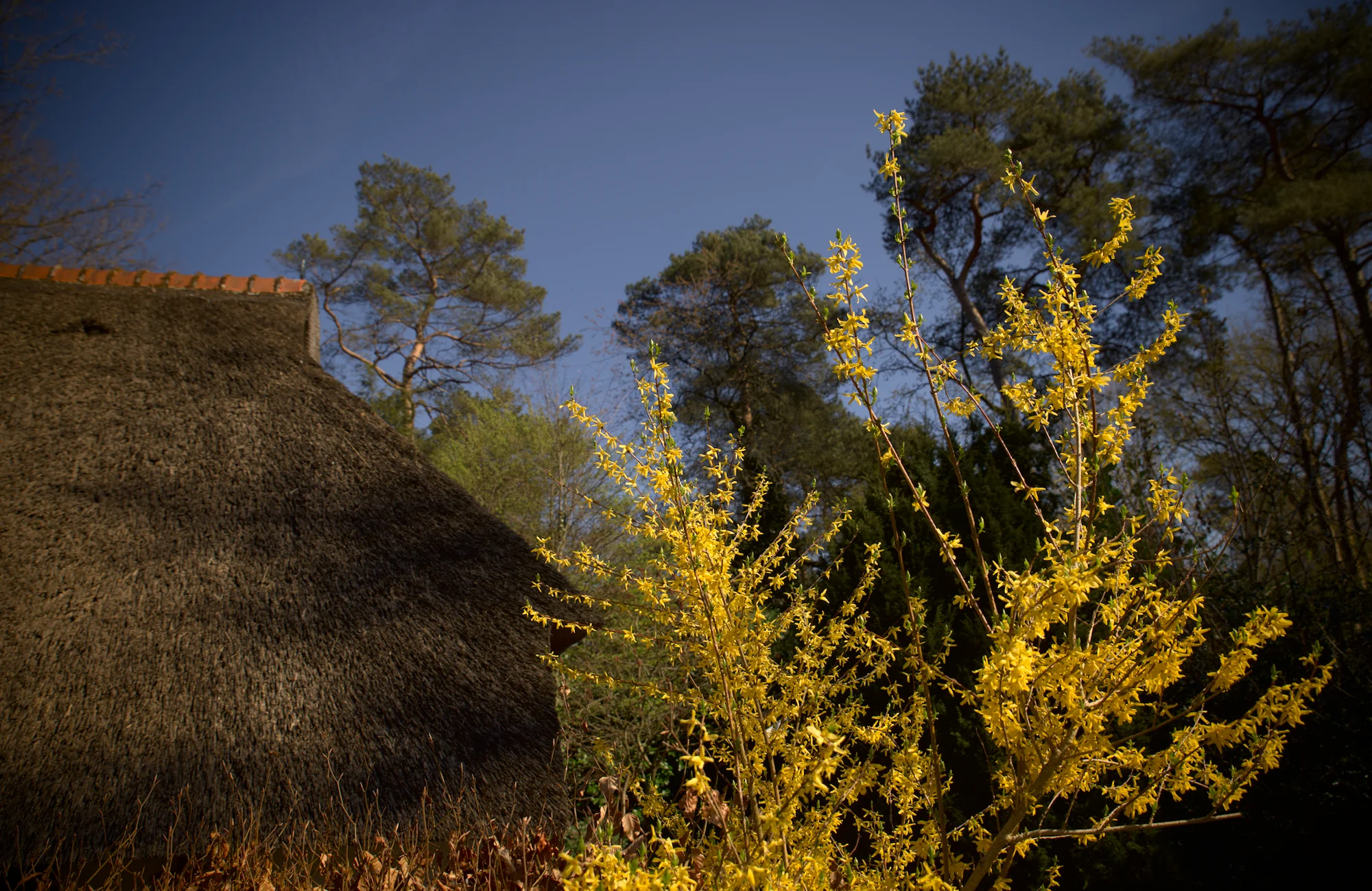 Rieten dak en bloeiende forsythia onder blauwe lucht.
