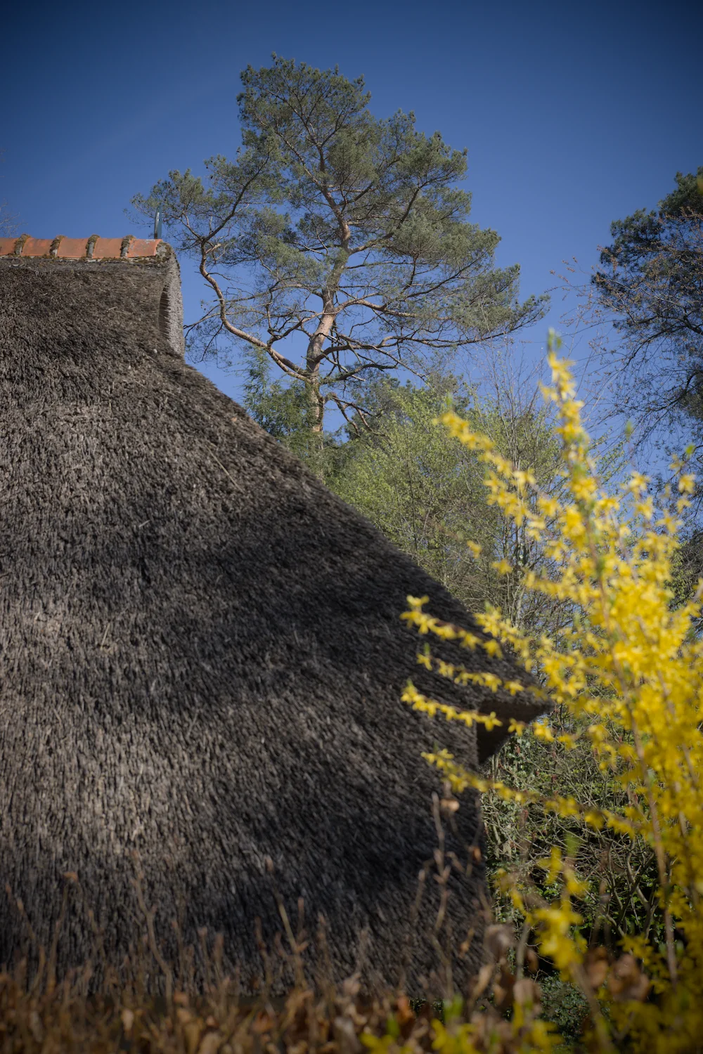 Rieten dak met boom en gele bloemen